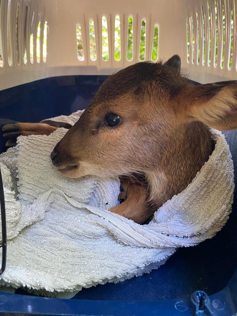 新加坡野生动物保育集团救了这只小鹿。