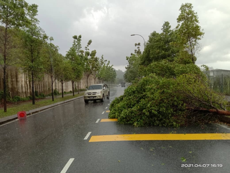 倒塌在道路上的大树影响交通。