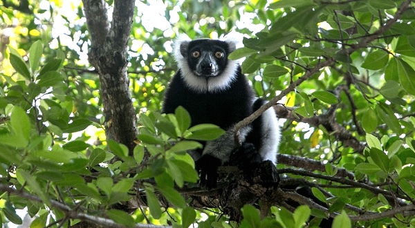 A Lemur Vari sits on a branch near the Vohibola forest in Madagascar. AFP