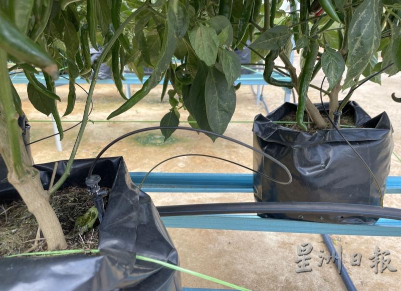 以可可泥炭为主的辣椒种植黑袋里，插着输送水分和肥料的细管。