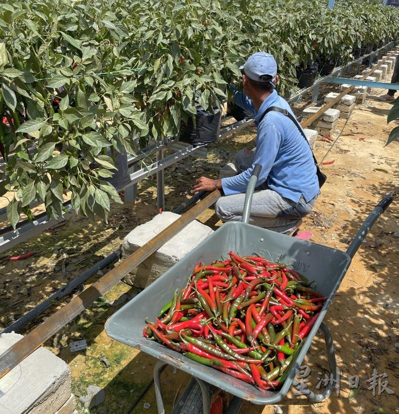 目前是收成季节，员工正选摘可出售的成熟辣椒。