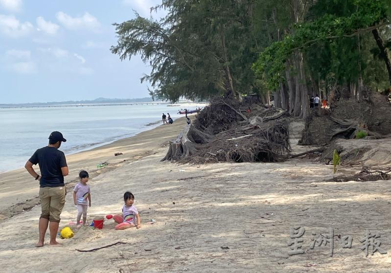 大部分倒下的木麻黄树已被清理乾净，大人带著小孩在空旷的沙滩玩乐。