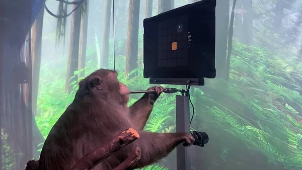 猴子实验体一边吸吮著吸管里的奶昔，一边操纵手摇捍玩游戏，玩的不亦乐乎。