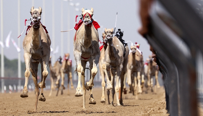 Camels equipped with robot jockeys take part in a camel race at Dubai's al-Marmoom heritage village in the United Arab Emirates. AFP