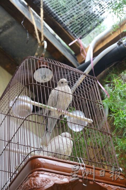 在半山咖啡馆内可以看见观赏鸟，都是谢必雄的收藏。