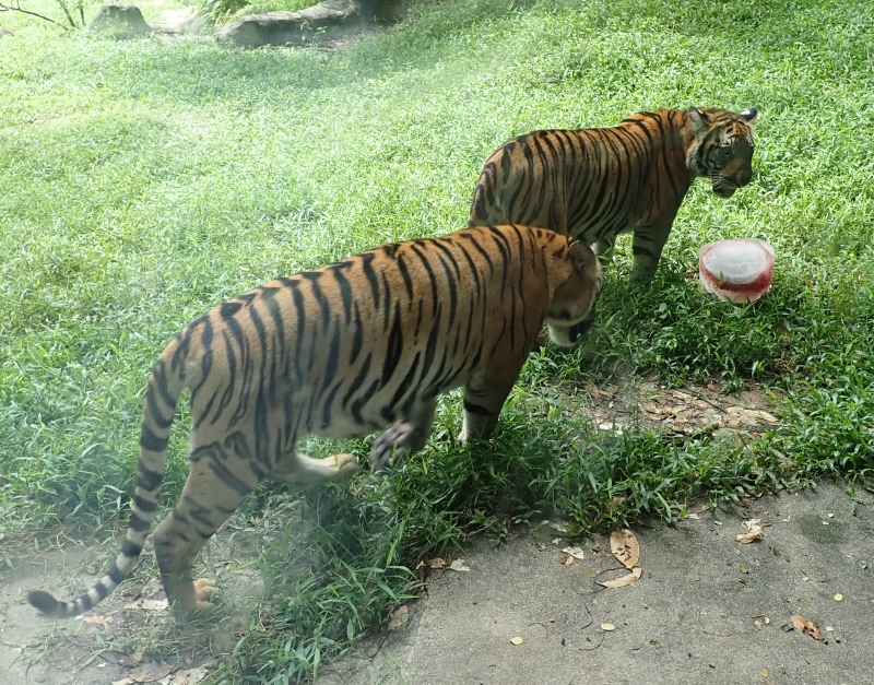 其中2只小马来虎准备享用动物园方为它们准备的“冰冻鸡肉”庆生蛋糕。