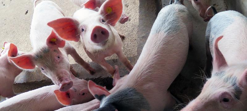 布瑞克农信集团资深分析师林国发说，中国国内猪肉价格暴跌压制了海外采购增加的前景，因一些买家在亏本出售。