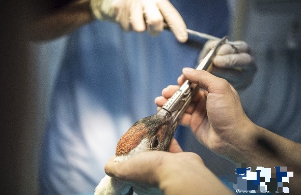 在“立立”接受麻醉进入昏迷后，医生们按照事先计划好的手术方案，在30分钟内就完成了整个义喙的安装。（图：新华社）