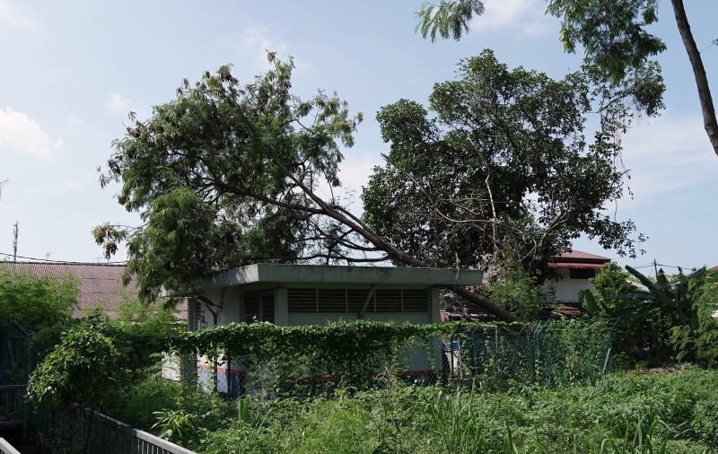 一棵树倒下砸到国能电房，所幸没砸到旁边的房子。