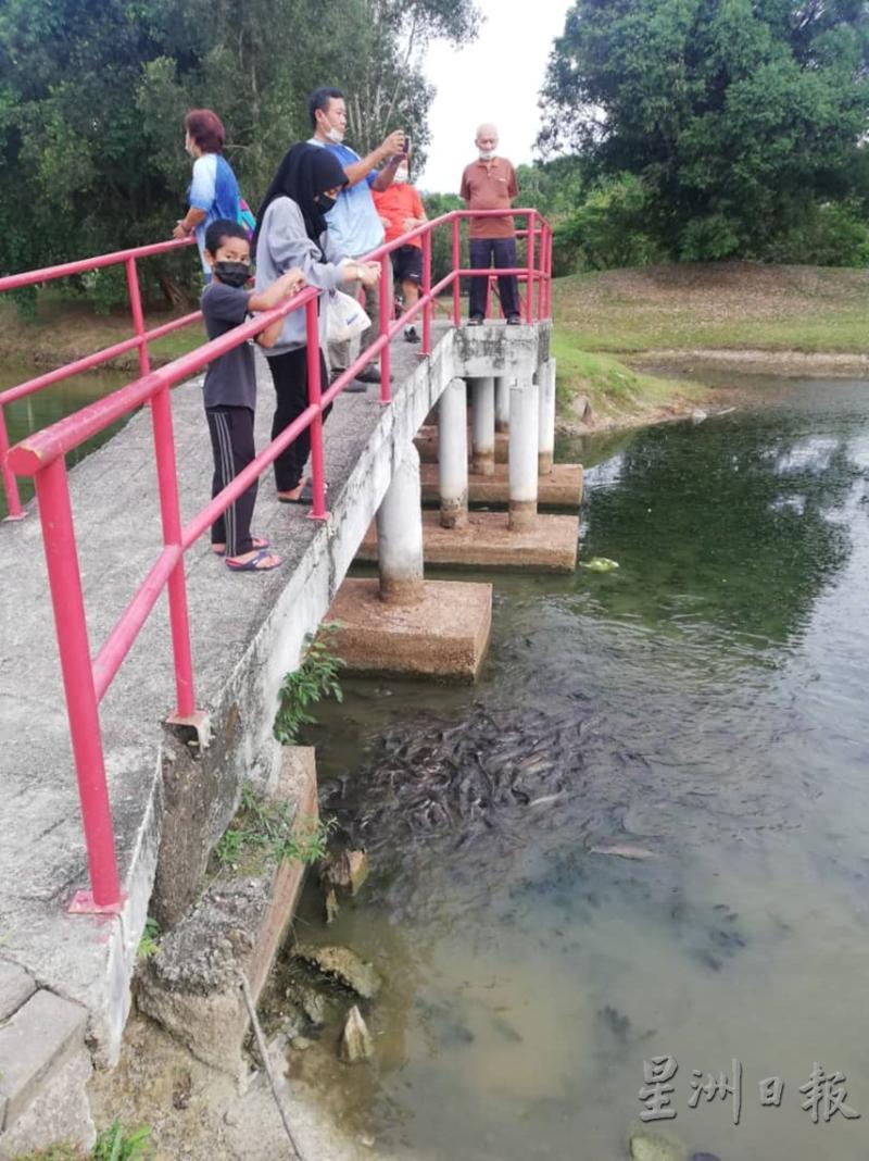 公众经常到虹桥处喂养泥鳅，一些则拍照打卡。