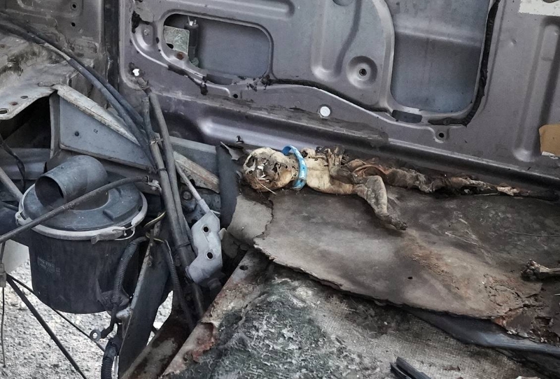废置车辆内也有一具猫干尸。