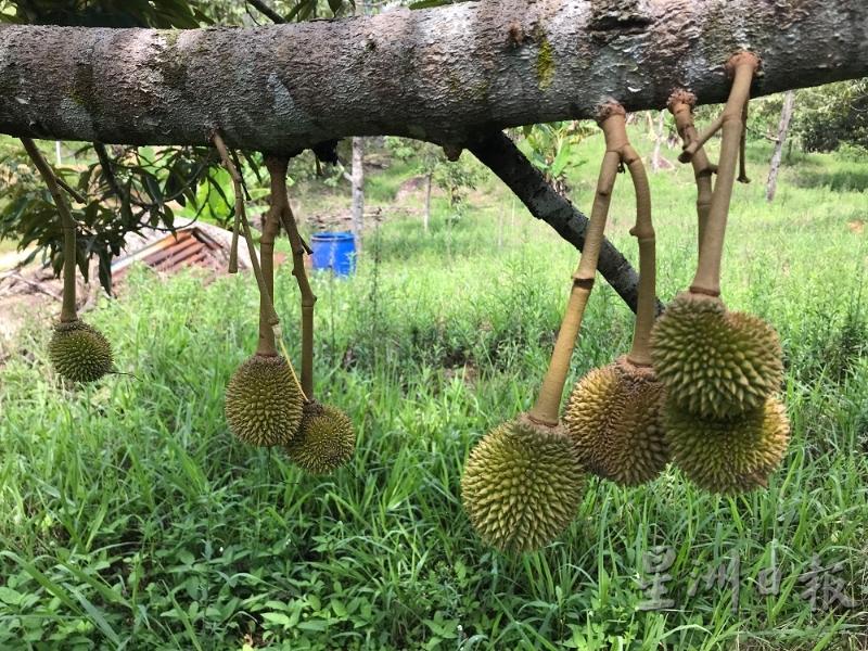 一般上榴梿花开直到果实掉落需要3个多月时间，图中小果经不起风吹雨打，如果连续下暴雨会掉落地上。