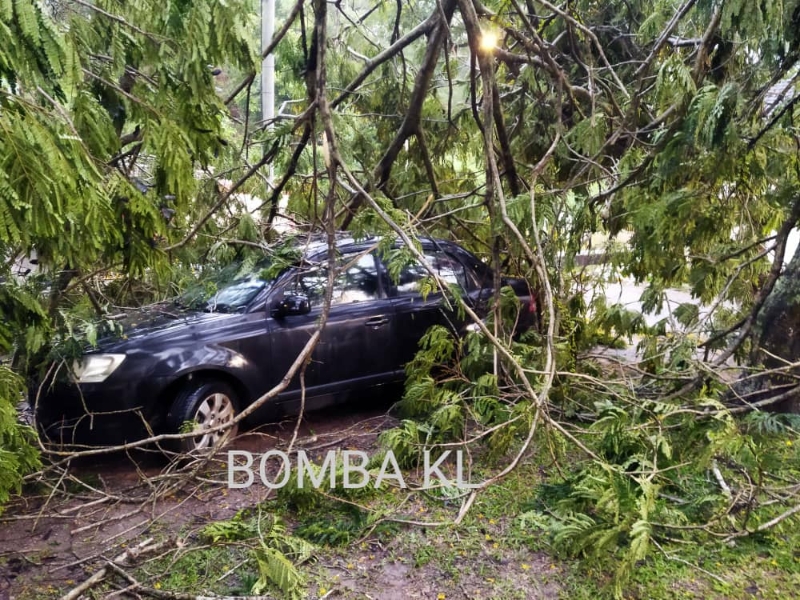 大树突然倒下砸中一辆轿车，所幸车内乘客没有受伤。