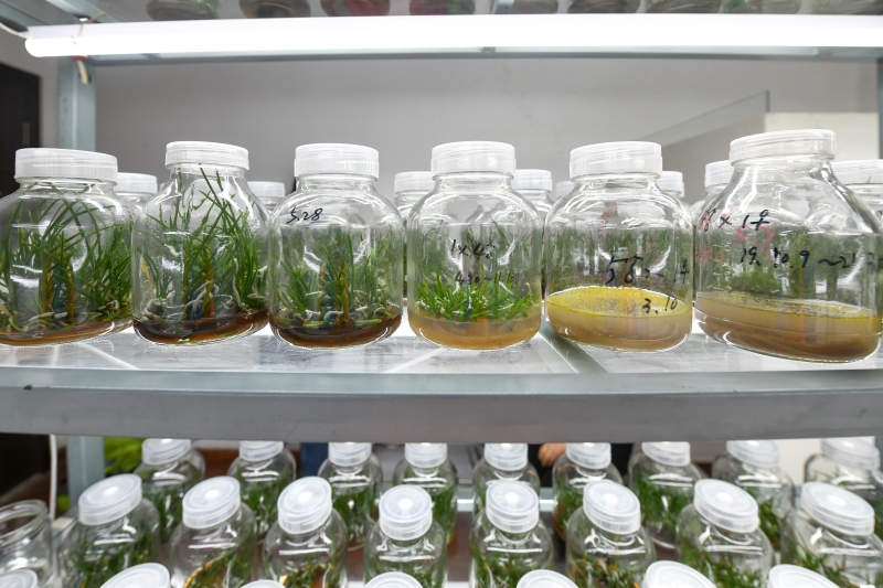 玻璃瓶罐里是人工繁育的峨眉槽舌兰幼苗及生长过程（从右至左）记录。