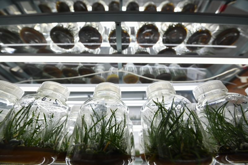 这是在乐山市峨眉山生物资源实验站拍摄的人工繁育峨眉槽舌兰幼苗的组培室。
