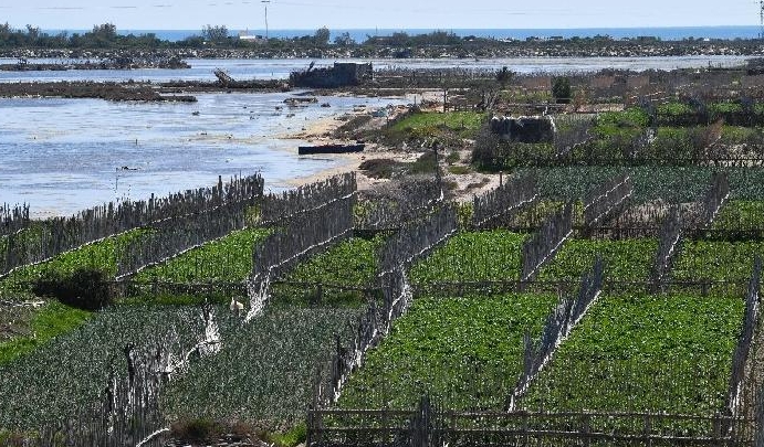 Tunisian farmers in the small fishing town of Ghar El Melh are fighting to preserve a unique way of growing crops on sandy plots using a traditional, delicate irrigation system. AFP