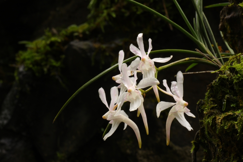 峨眉山的野生峨眉槽舌兰开花，槽舌兰的花十分漂亮,一个花箭上，会开3-5朵花。
