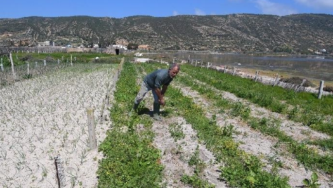 Tunisian farmers have learned to take advantage of the light, sandy soil and the fact that underground freshwater floats above the saltier, heavier groundwater below providing crucial water for crops. AFP
