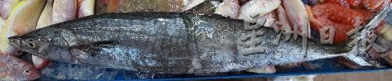 竹鲛鱼纹为横条。