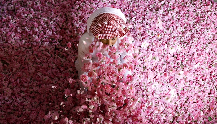 A worker at Bin Salman farm in Taif sits amidst freshly picked Damascena (Damask) roses used to produce rose water and oil. AFP