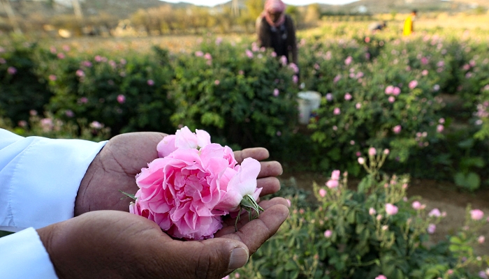 A worker at Bin Salman farm in Taif holds a Damascena (Damask) rose in his hand. AFP