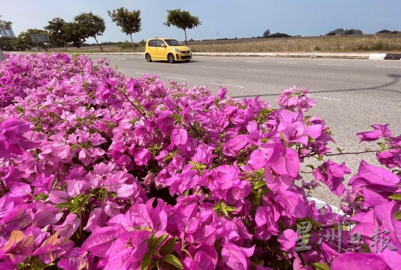 黄色车子和紫色九重葛相互辉映，令道路充满了浪漫感！