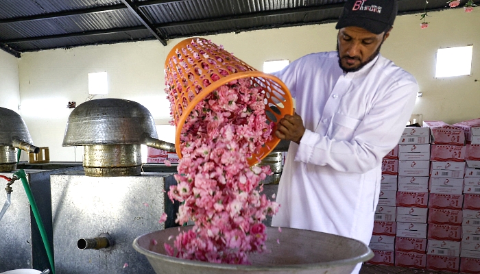 A worker at Bin Salman farm in Taif fills a distiller with freshly picked Damascena (Damask) roses used to produce rose water and oil. AFP