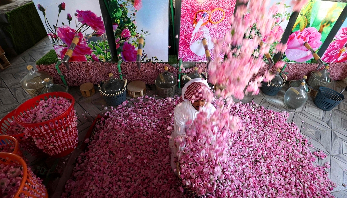 A worker at Bin Salman farm in Taif tosses freshly picked Damascena (Damask) roses in the air. AFP