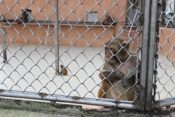 现在的研究所更像是动物园，所有的猴子都被关在笼子里，有的身上还被烙印了标记，这些可怜的猴子不停地在笼子里咆哮，有的表情还很忧伤。