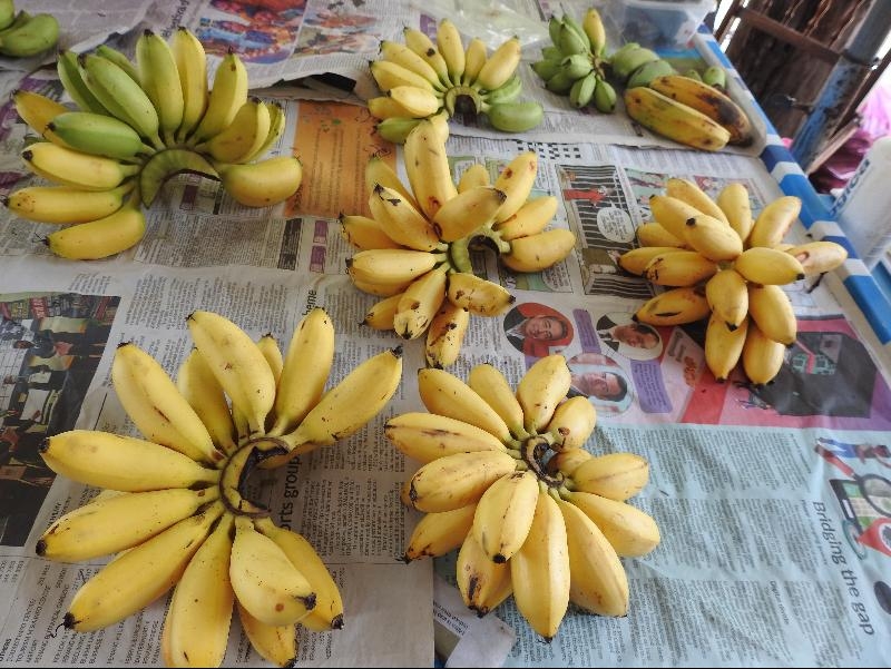 市场上已见渐少见的米蕉。
