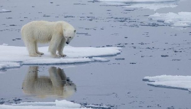 A polar bear standing on melting sea ice in Svalbard, Norway. AFP