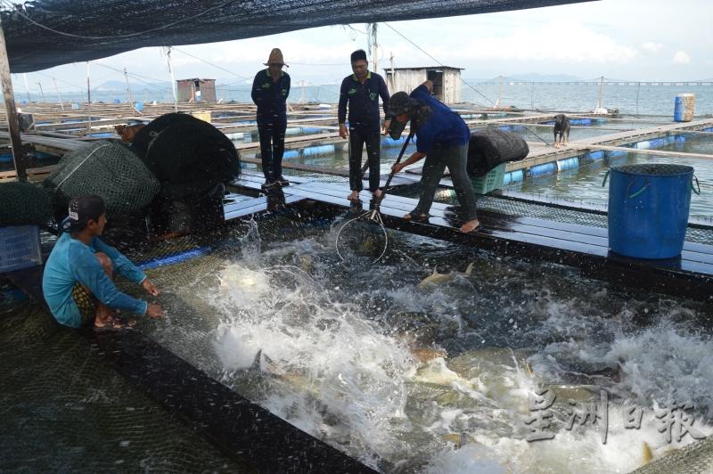 目前槟州所有海上养鱼场都是采用木排箱网传统方式养鱼。