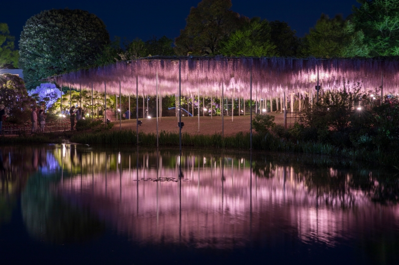 紫藤被誉为世界最美的花卉，还被选为日本夜景遗产限定。