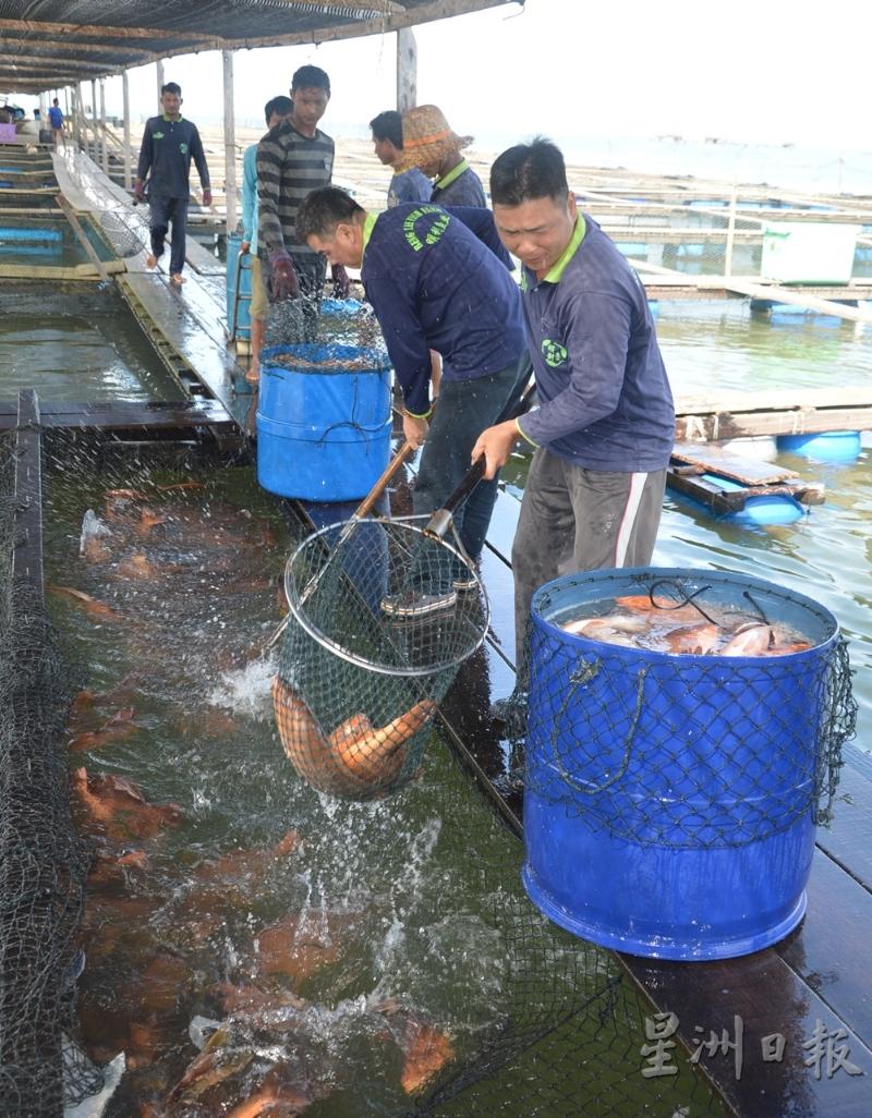 高渊港口海上养鱼场红鱼今年收成非常不理想。（档案照）
