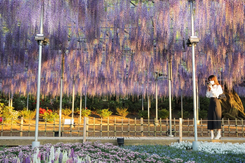 紫藤的花语有很多，其中之一为“为情而生，为爱而亡”。