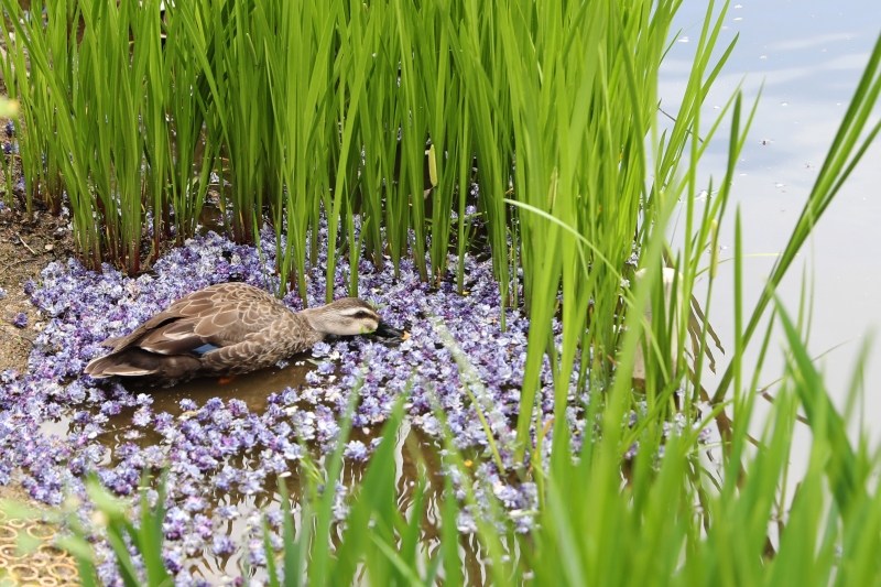 野鸭在日本足利花卉公园与池中的紫藤花「嬉戏」。