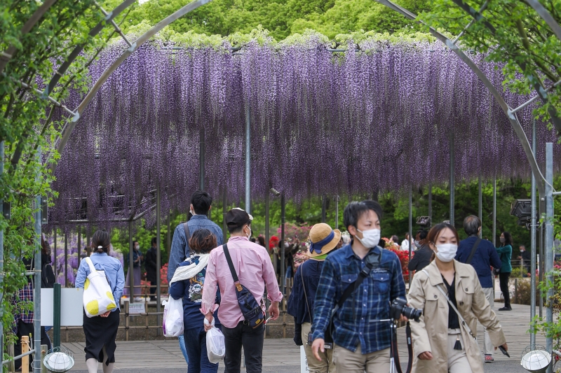 位于日本栃木县足利市的足利花卉公园内近日紫藤花盛开，吸引游人前来观赏。