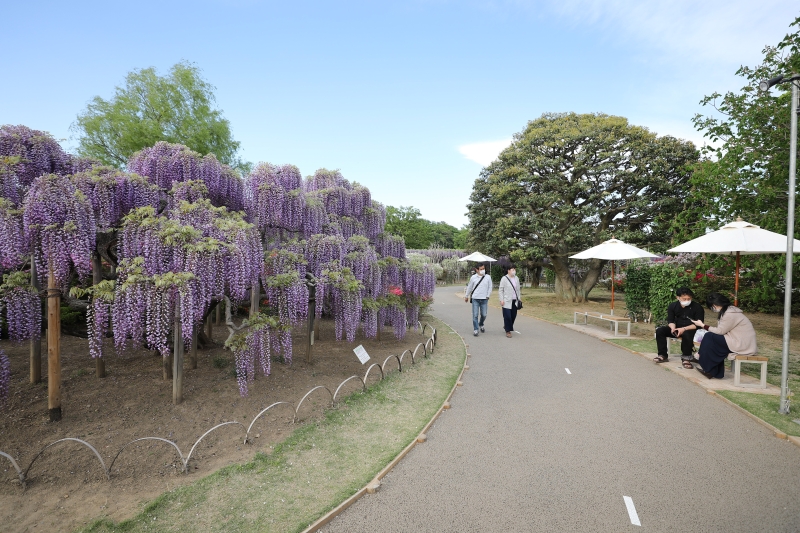 受气候影响，今年日本多地的紫藤开花时间提前，足利花卉公园举办的“紫藤花物语”活动也因此提前开幕。