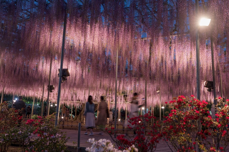 春天必打卡的梦幻紫藤花海，晚上点灯更是浪漫到不行。