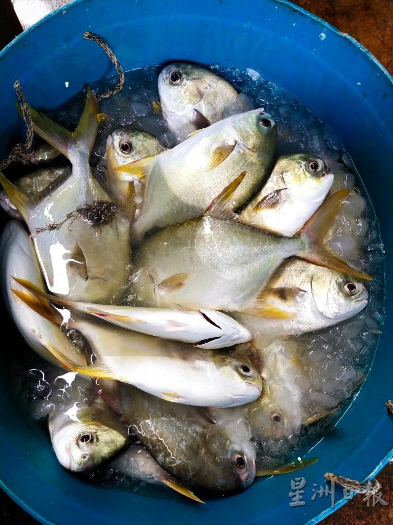 银鲳目前是高渊港口业者普遍多养殖的鱼种。