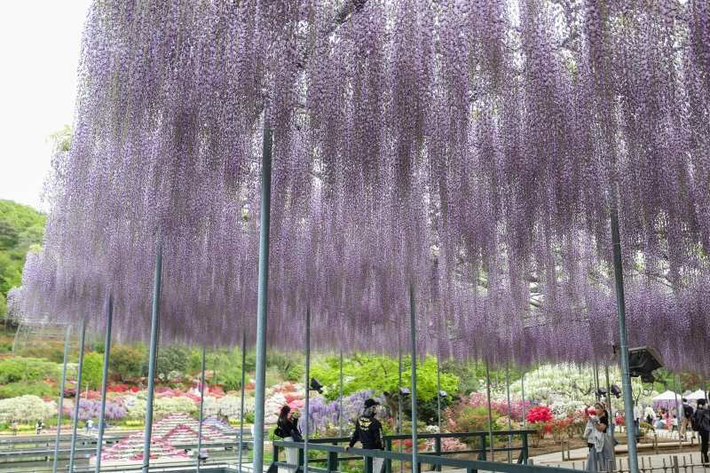紫藤花为长寿树种，坊间都喜爱种植。