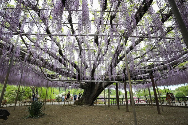 足利花卉公园内最知名的紫色大藤，树龄已经是150岁了。