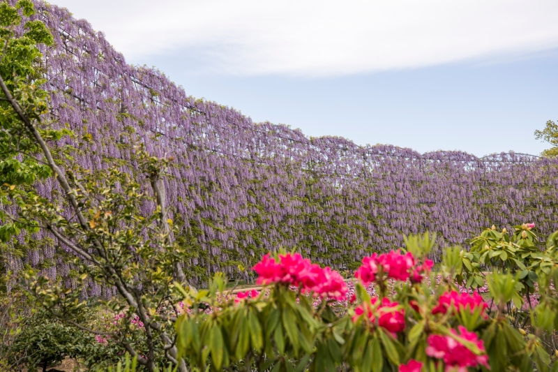 日本足利花卉公园里有大约350棵以上的紫藤，为日本最大规模的紫藤观赏名所。