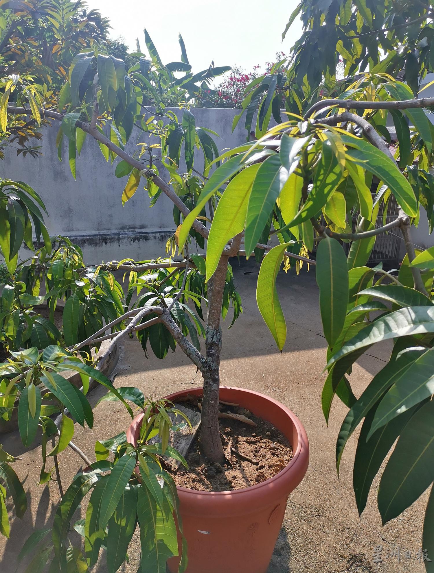 这棵芒果树，树身虽小，但已多次结果。

