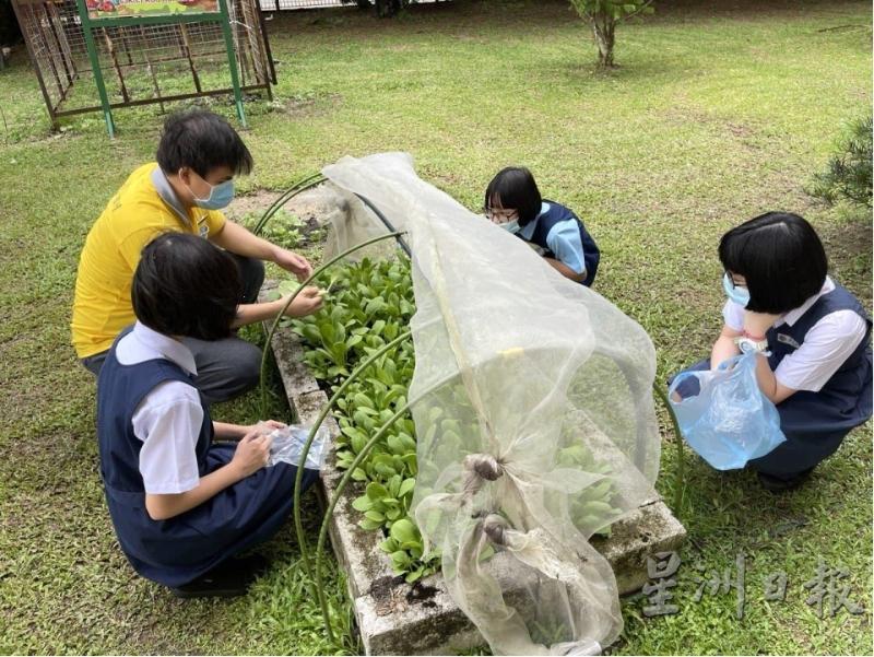 每天清晨，老师带领学生种植蔬菜、施肥、除害虫等等。