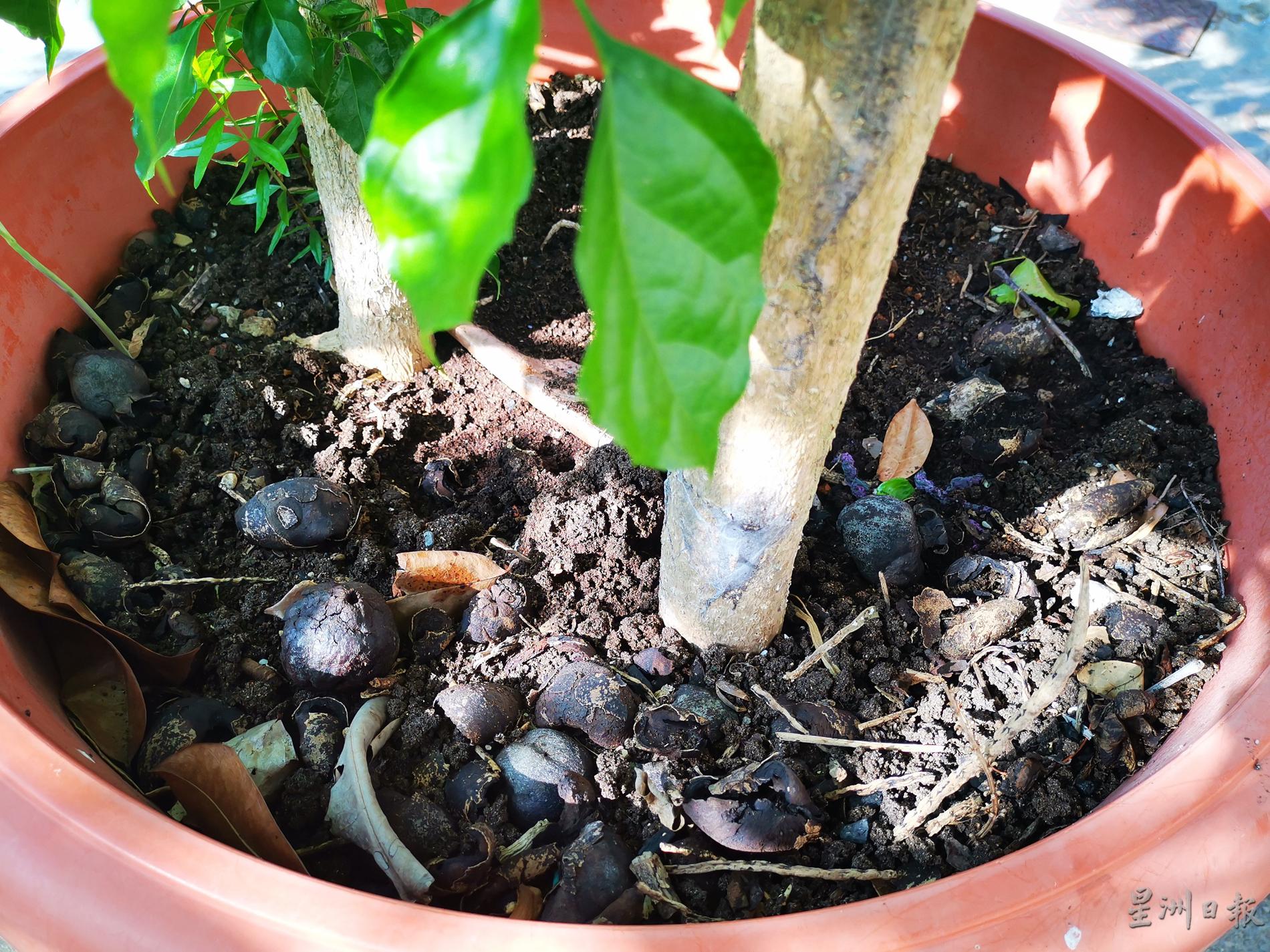 用蚯蚓粪、燕子粪及水果果皮施肥，以让土壤肥沃。

