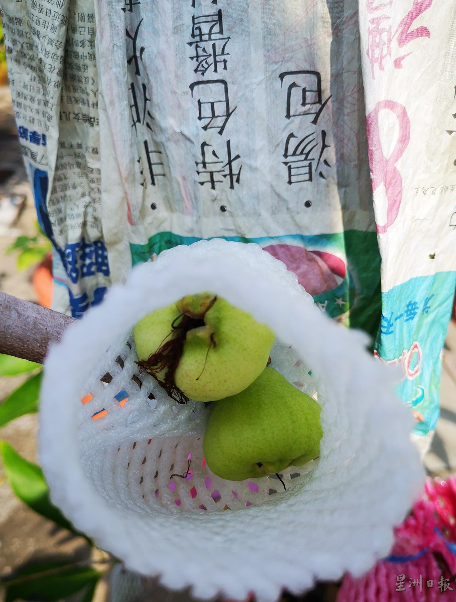 种在花盆的水翁树，长出的果实会比较小。

