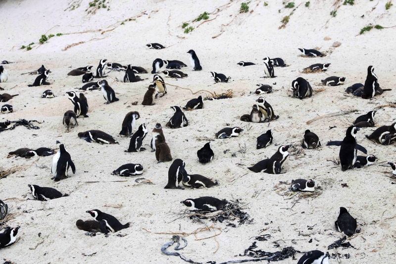 企鹅们一动不动的趴著窝在沙滩上晒太阳，实在是太！懒！了！（图：新华社）