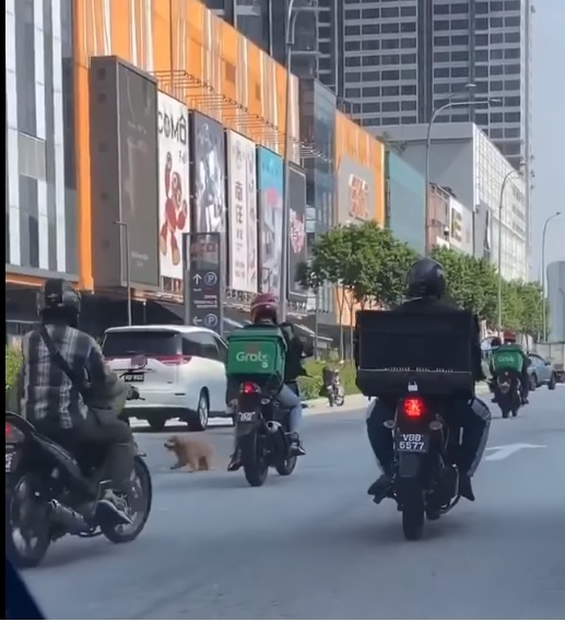一只贵宾犬在大马路上乱跑，一群热心的摩托车骑士尝试围堵它，将它捉住。