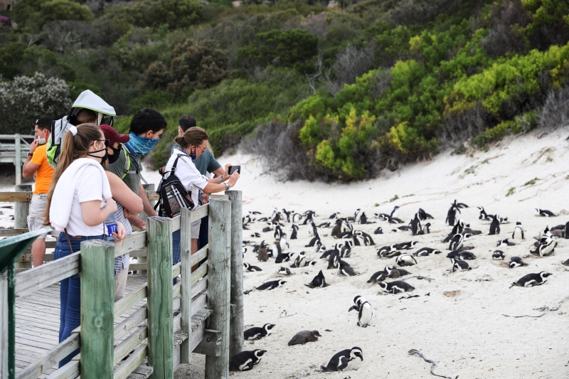 由于是开放式保护区，企鹅们已经习惯了游客向它们挥手，拍照等，它们一点都不怯生。（图：新华社）